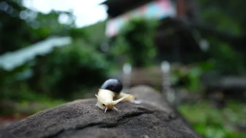 Rare Indrella Snail Crawling on Forest Rock – Western Ghats Wildlife Stock Footage 311723490