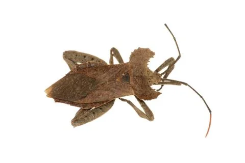 Rare insect stink bug isolated in white Stock Photos