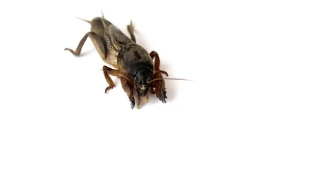 A rare insect on a white background looking at you Stock Footage 90623288