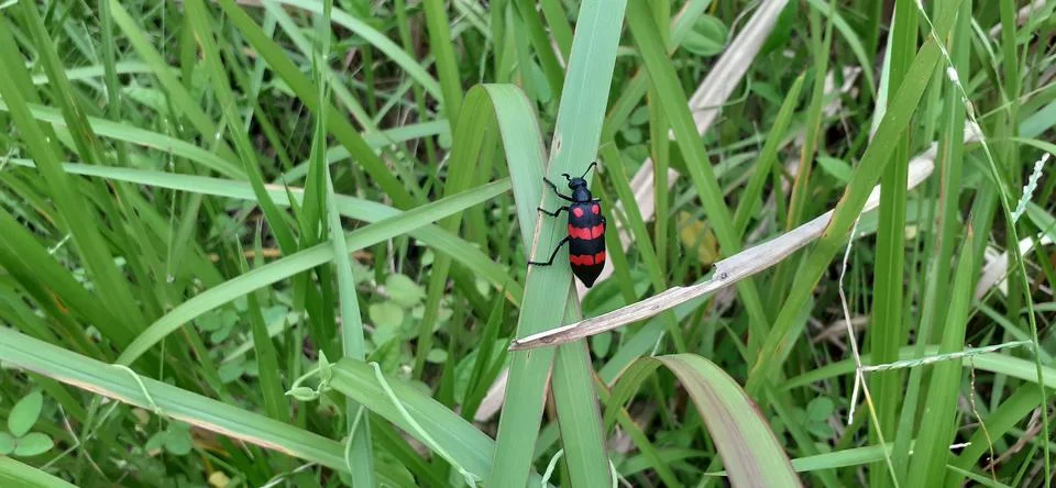 Rare insects Stock Photos