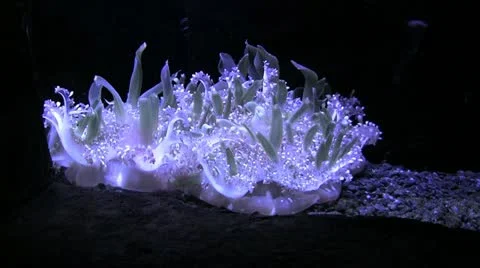 Rare jelly fish Stock Footage 12427544