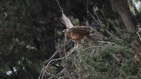 Rare Juvenile Bonelli's Eagle (Aquila fasciata) on a Tree Branch During Gale Stock-Footage 332776284