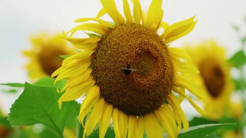 Rare Large Bee Pollinating Yellow Sunflower in a Sunny Summer Field Stock Footage 342233446