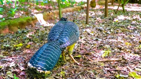 Rare large tropical bird walking through protected Parque das Aves Brazil. Vídeos de archivo 344237403