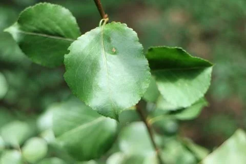 Rare Leaf Closeup Stock Photos