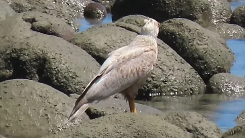 Rare Leucistic Buteogallus anthracinus Perched on Coastal Rocks Stock-Footage 342298243