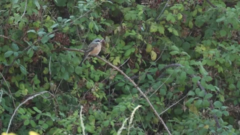 A rare Long-tailed Shrike, perching on a bramble bush with a mouse in its beak Stock-Footage 342396579