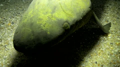 Rare Lung Fish Vidéo 51001376