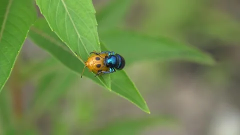 Rare mating of a milkweed beetle with a ladybug Stock Footage 255497654