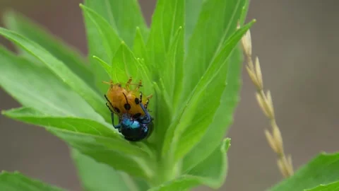 Rare mating of a milkweed beetle with a ladybug Stock Footage 255497667