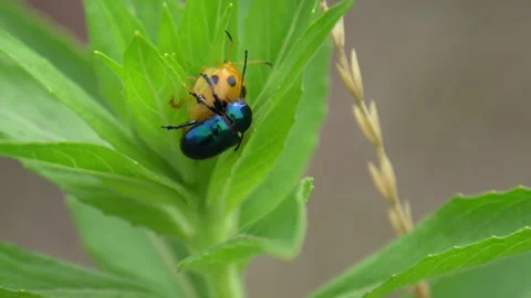 Rare mating of a milkweed beetle with a ladybug Stock Footage 255497671