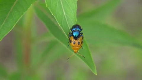 Rare mating of a milkweed beetle with a ladybug Stock Footage 255497680