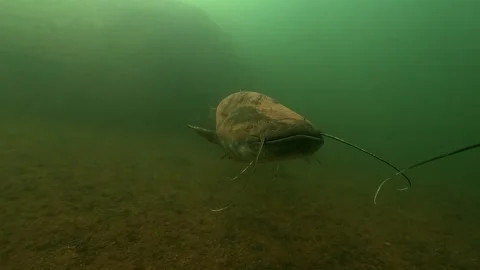 Rare moment: wels catfish touch barbels in frontal encounter 動画素材 319131124