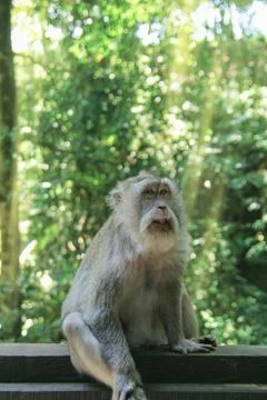 A rare monkey poses for a portrait against a sunny forest background Stock Photos