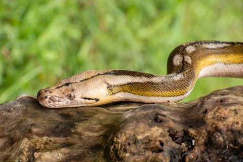 Rare morph reticulated python with four genetic mutations 库存照片
