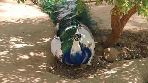 Rare Multicolor Peacock Stock Footage 86627336