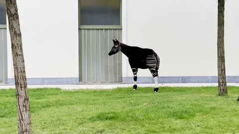 Rare okapi grazing on green grass outdoors near a white wall and trees. Stockbeeldmateriaal 342963770