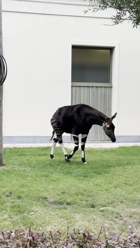 Rare okapi with striped legs strolling across a grassy enclosure. Stockbeeldmateriaal 342963749