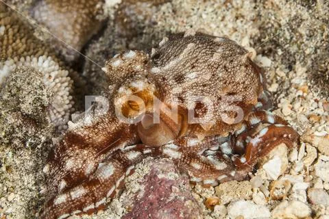 Rare Ornate octopus (Callistoctopus ornatus) at night Stock Photos