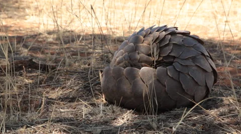 Rare pangolin in protective curl uncurling and walking away Stock Footage 56070951