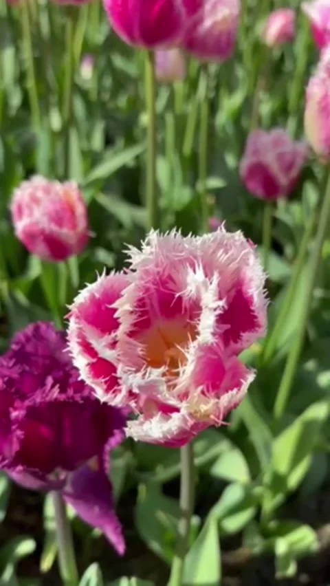 Rare Parrot Tulip Close-up with Light Purple Pink Fringed Petals and Yellow 스톡 동영상 333423382