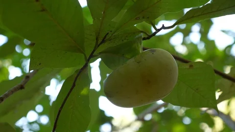 Rare Paw Paw Fruit in Tree Stock Footage 122044792