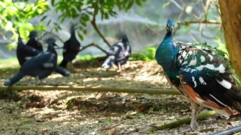 Rare Peacock Preening in the Wild 4K 스톡 동영상 336523010