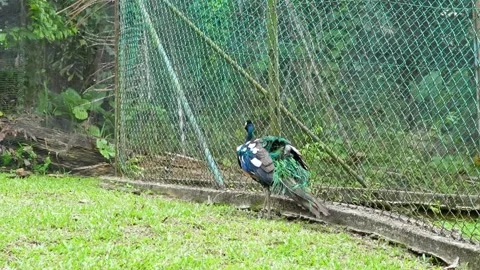 Rare Peacock Walking and Foraging in Natural Environment 4K Vídeo Stock 335203768