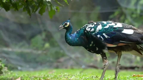 Rare Peacock Walking in Natural Environment 4K Stock Footage 336239669