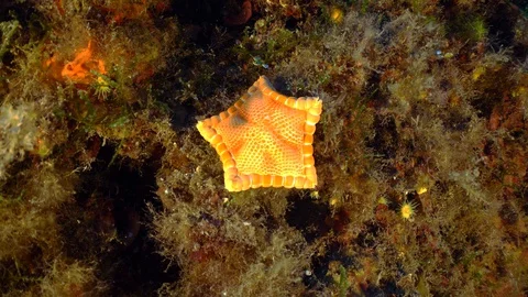 A rare Penta starfish Stock Footage 127962573