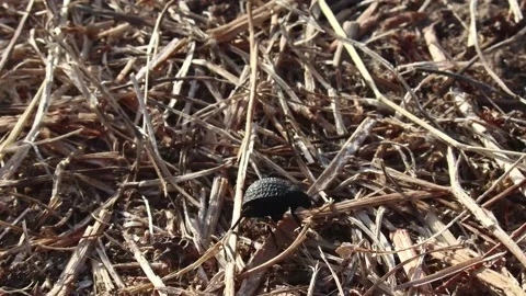 Rare Pimelia interpunctata Darkling beetle filmed south of Rishon LeZion Stock Footage 132024628