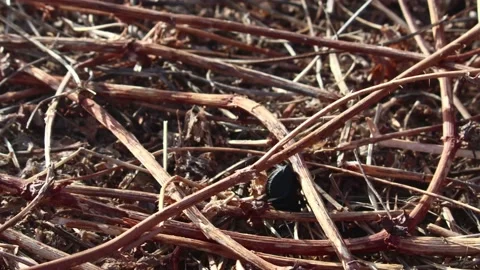 Rare Pimelia interpunctata Darkling beetle filmed south of Rishon LeZion Stock Footage 132024696