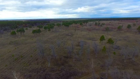 A rare pine tree on the field Stock Footage 99597469