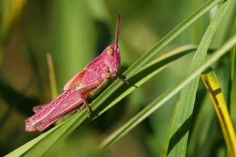 Rare pink grasshopper Stock Photos