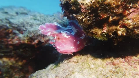 Rare pink leaf fish resting on coral during a dive in Mauritius. Stock Footage 333804565