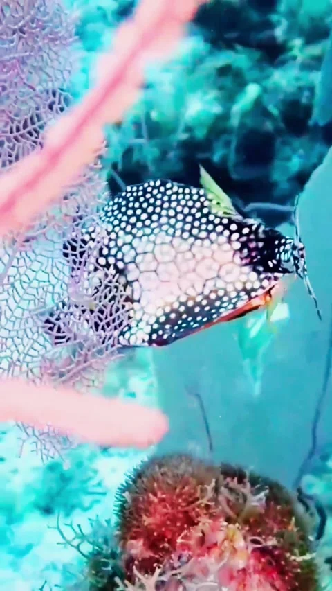 Rare Pink Soft Corals and Sea Anemones Swaying in the Underwater Current 库存影片 337014308