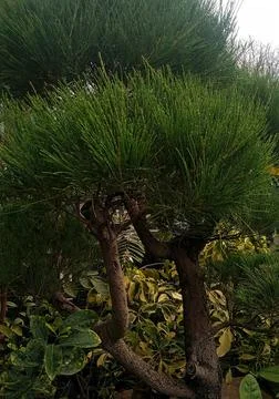 Rare plants Stock Photos