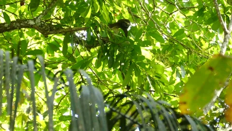 Rare pygmy three toed sloth in the wild in the bright lush jungle of Panama Stock Footage 140165586