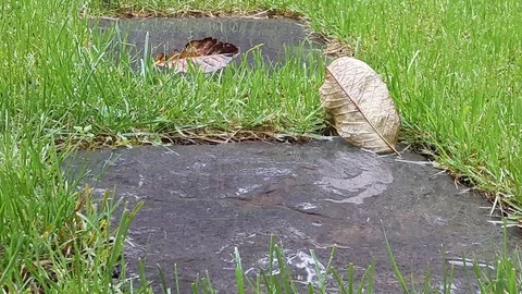 Rare rain drops fall to wet green leaves.Beauty of nature while summer rainy Stock Footage 103551591