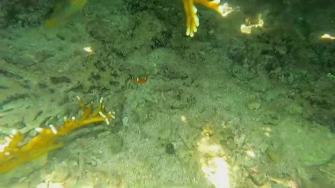  Rare Red and White Spotted Juvenile Fish Among Coral, Marsa Alam, Egypt Vídeos de archivo 343318435