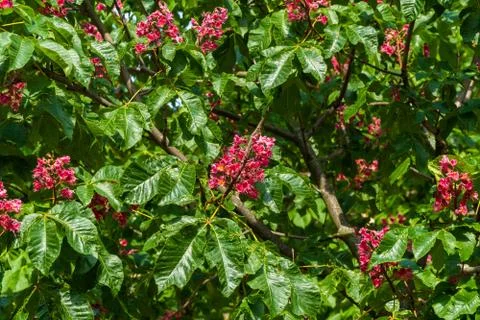 A rare red chestnut tree bloomed luxuriantly in may in the Kronstadt courtyard. Stock Photos