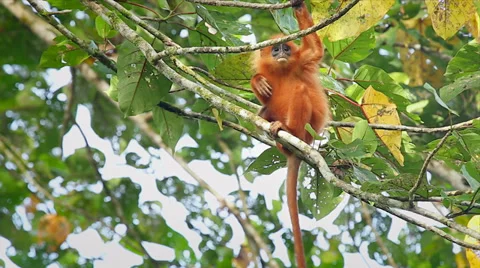Rare Red Leaf Monkey baby scratching in the jungles of Borneo. Stock Footage 32550357