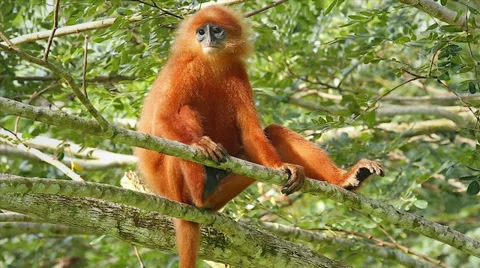 Rare Red Leaf Monkey (dominant male) in the jungles of Borneo. Stock Footage 32550386