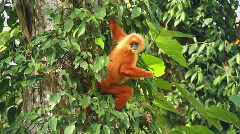 Rare Red Leaf Monkey feeding on leaves in the jungles of Borneo. Stock Footage 32550275