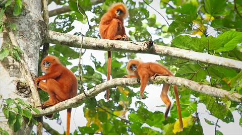 Rare Red Leaf Monkeys (young infants) in the jungles of Borneo. 스톡 동영상 32550409