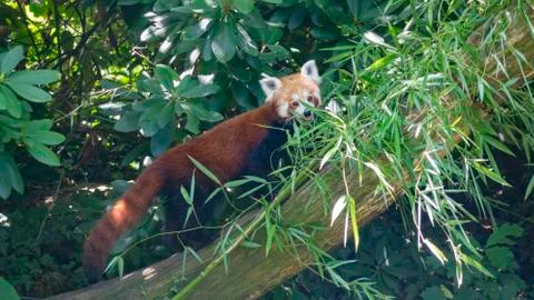 Rare red panda Stock Photos