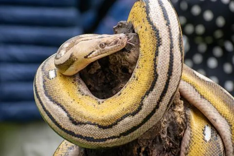 Rare reptile morph of a reticulated python Stock Photos