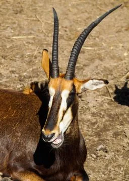 Rare Sable antelope Stock Photos
