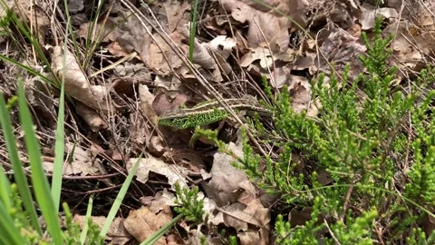 Rare sand lizard in breeding colour Stock Footage 274550974