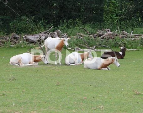 Rare scimitar oryx herd grazing the green grass Stock Photos